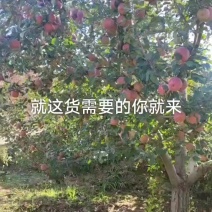 红富士大量