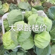 茴子白