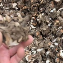 正宗亳州白芍芽头蒲棒