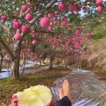 寒富耐寒苹果苗全红大苹果