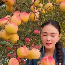 水蜜桃苹果苗王林与富士杂交品种颜色漂亮口感香甜