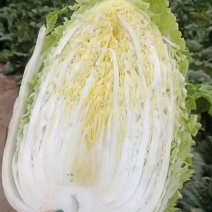 普通白菜，精品白菜，345斤的，567斤的市场菜，黄心
