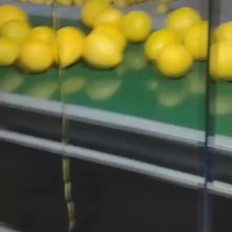 红心柚