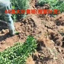 苗圃大量出售高度60厘米大叶黄杨