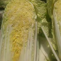 卷心菜
