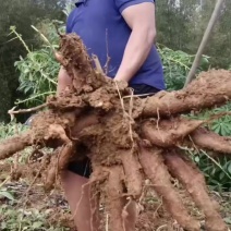 广西精选木薯基地直供一手货源质量保证对接商超市场