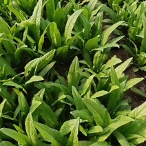 山西大同本地一手货源精品油麦菜