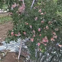 红富士苹果