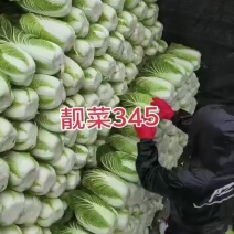 白菜345精品黄心大量现货价格实惠欢迎新老客户咨询