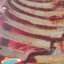 牛排，牛肋排，黄膘牛排牛排段四肋牛排五肋牛排，地锅牛排