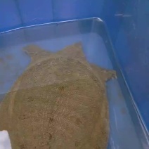 纯稻田甲鱼。没用黄粉染色和激素催长。自然成色。