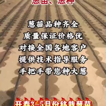 葱苗代育