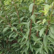 四川优质蜂糖李子苗品种优良免费提供种植技术