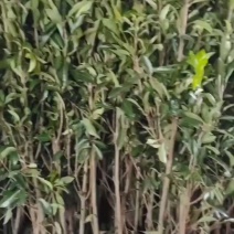 法青地栽盆栽绿篱造景南北方美化