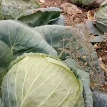 园白菜