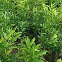 四川优质沃柑苗千亩种植基地品种优良承接电商一件代发