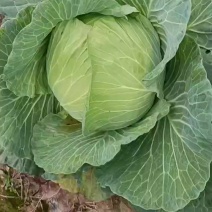 包菜