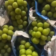 陕西阳光玫瑰葡萄价格，阳光玫瑰葡萄批发，冷库阳光玫瑰