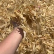 400头豆仁胶公胶