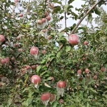 红富士苹果75mm以上膜袋