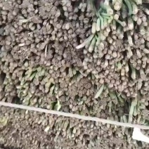 精品韭菜大量有货