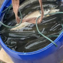 3456草鱼可以下瘦身池有需要联系