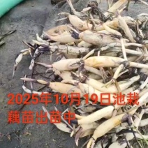 池裁荷花苗