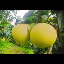 红心柚三红柚，1.5斤起摘通货，口感颜色刚刚的，果型很好。