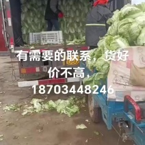 白菜5斤以上秦白二号，散装，袋装，质量保证，专业码工