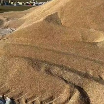 旱地莜麦