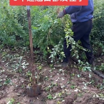 连翘苗别再买贵了基地直发量大更划算放心