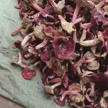 云南普洱大红菇开菇