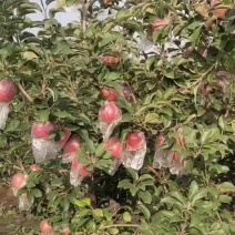 瑞香红苹果糖度17➕河北苹果浓红脆嫩基地直供视频看货