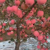 烟台红富士