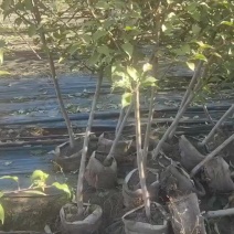 鸡心果树
