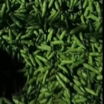 新鲜兰花豆蚕豆，市场稀缺，热卖必备！