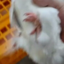 全羽大量有货