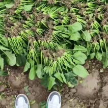 精品菠菜上市