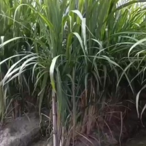 广西黄金甘蔗种梗苗