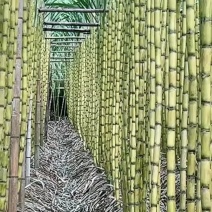 《实力商家》广东黄皮甘蔗大量上市一手货源市场货榨汁．．货电