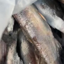 翘嘴白原条