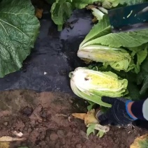 山西忻州北京3号，玲珑黄白菜，净菜量大