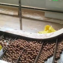 新货精品夏威夷果，奶香味十足