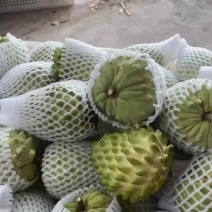 自家场地果园欢迎各电商对接