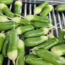 水果青萝卜泥萝卜水洗萝卜产地直销货源充足品质保证