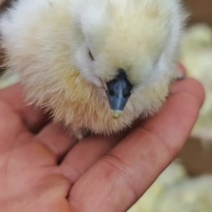 乌鸡，乌鸡苗，白凤乌鸡苗，丝毛鸡苗，竹丝鸡苗
