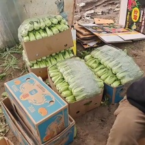 山西大同本地一手货源精品油菜