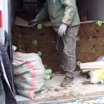 万亩精品韭菜大量上市货源充足欢迎老板来实地考察合作共赢