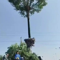 基地大量出售15-16公分国槐
