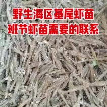 海区基尾虾苗